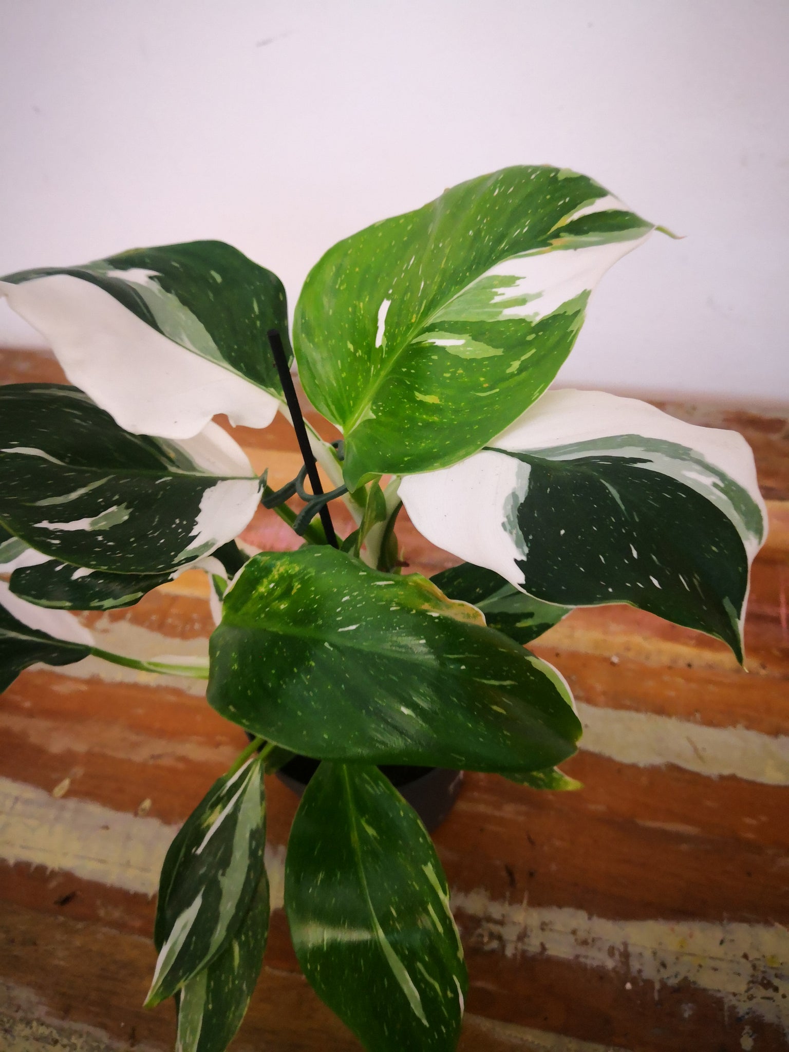 Philodendron white wizard