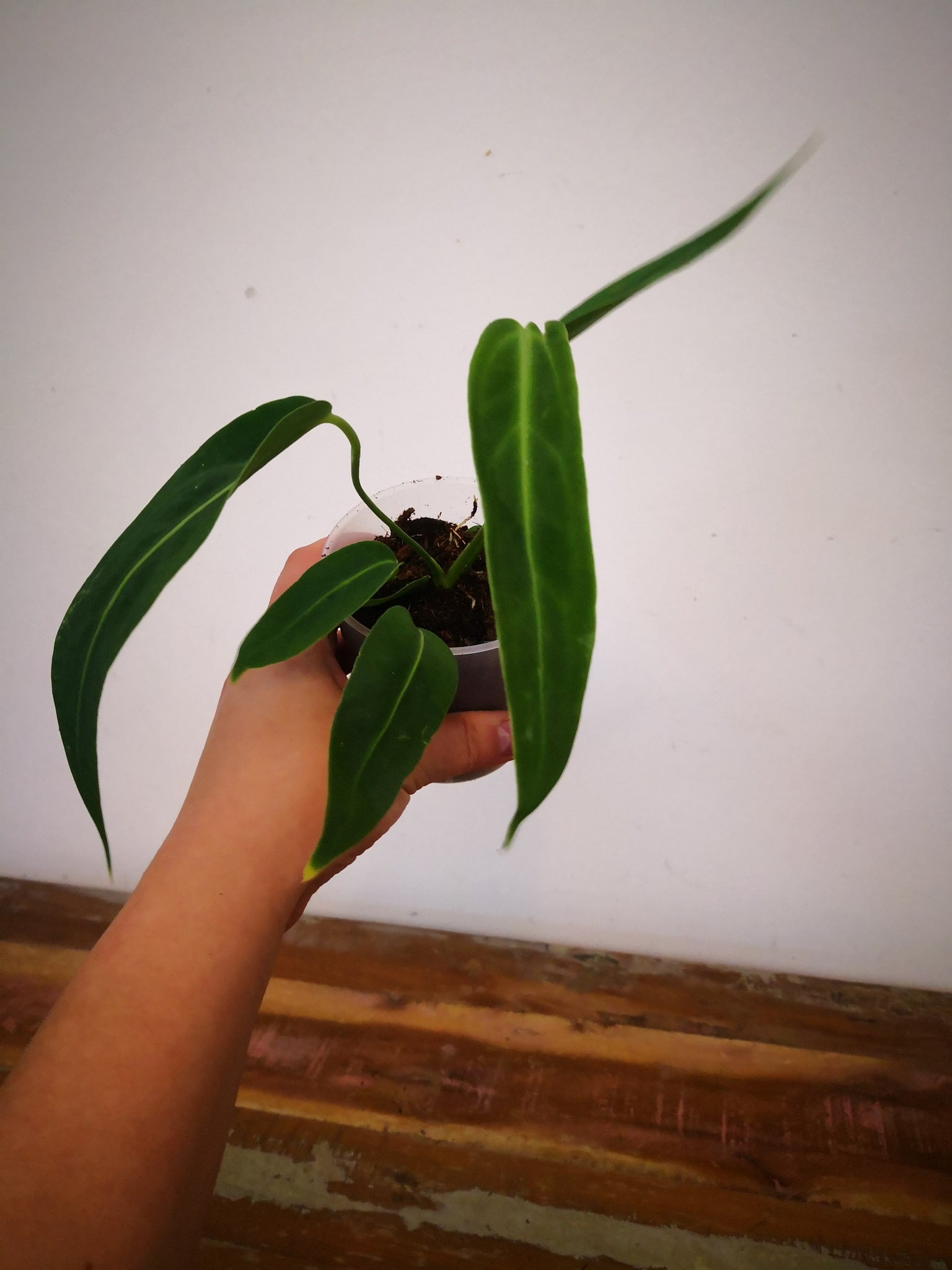 Anthurium warocqueanum Babypflanze