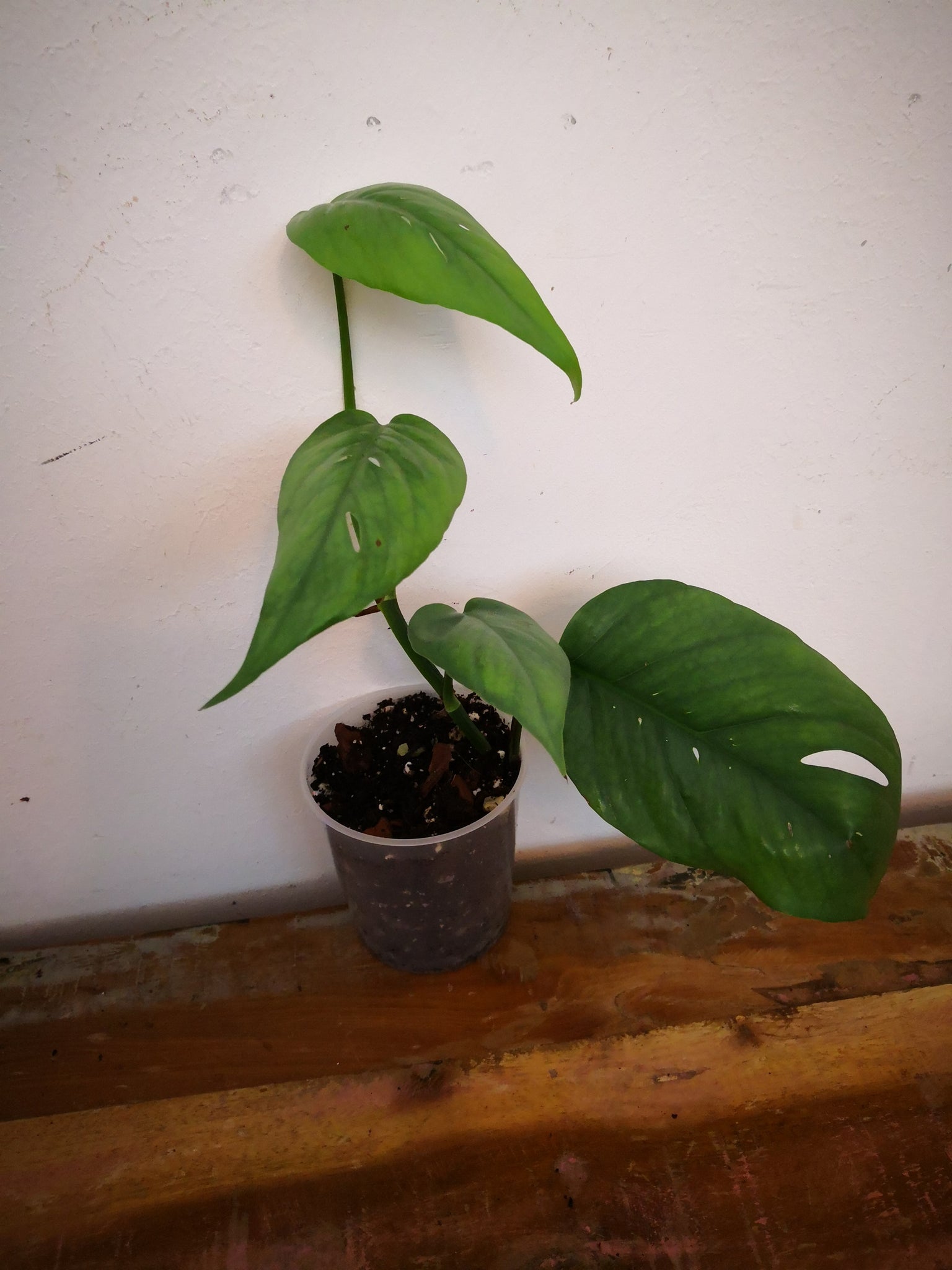 Epipremnum pinnatum cebu Babypflanze