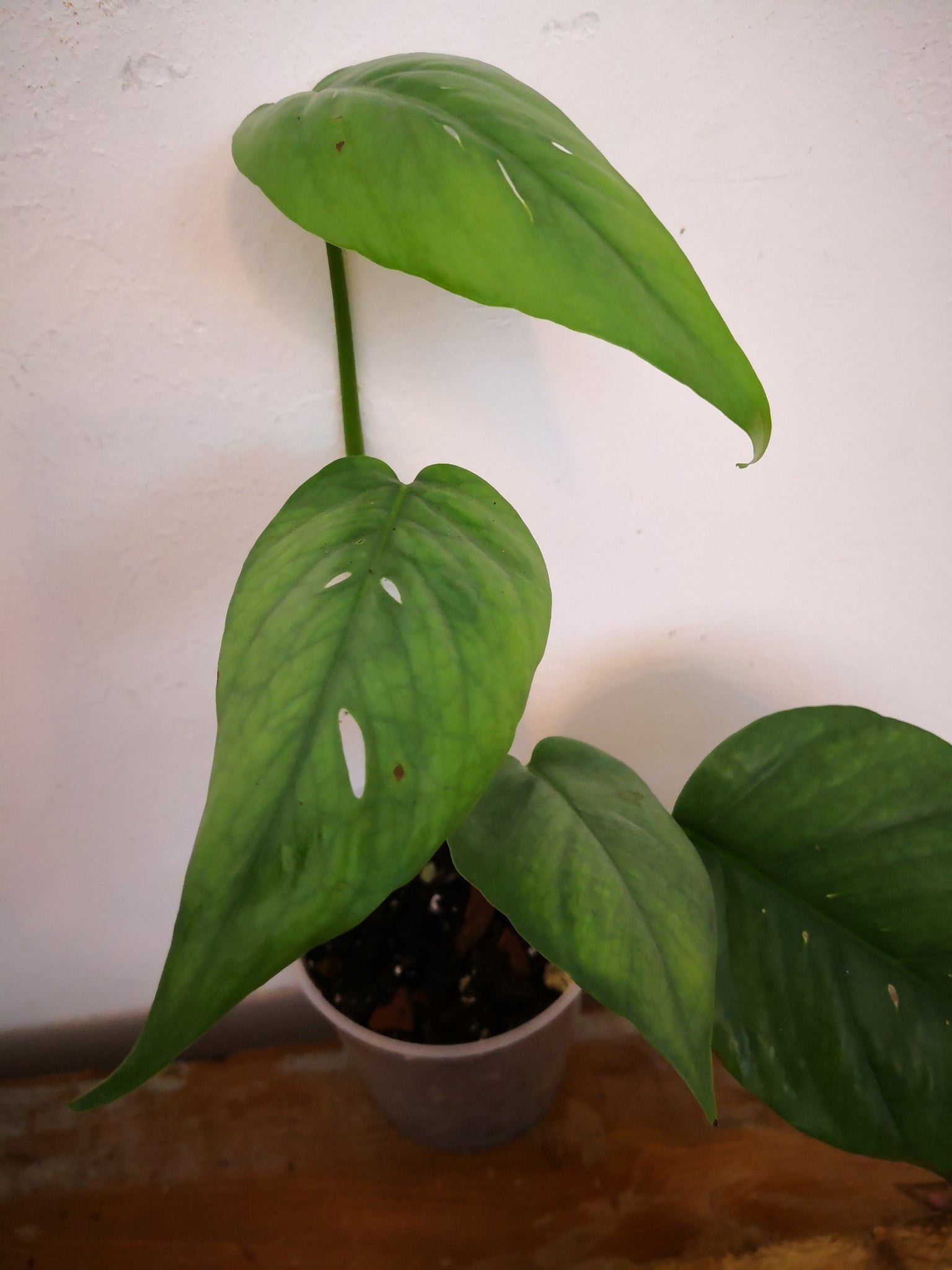 Epipremnum pinnatum cebu Babypflanze